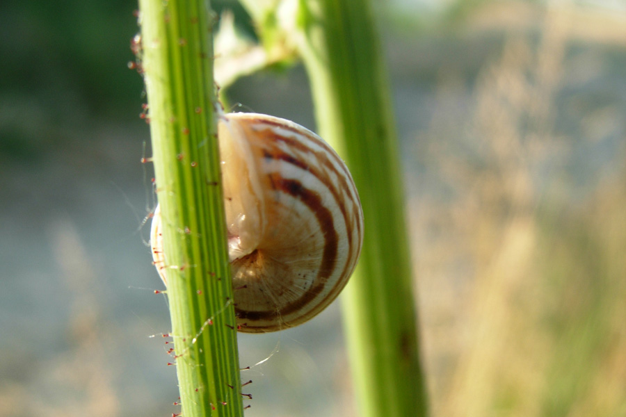 Xerolenta obvia?